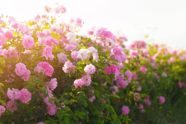 pembe Gül Bush alanda yakın çekim 