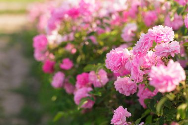 pembe Gül Bush alanda yakın çekim 