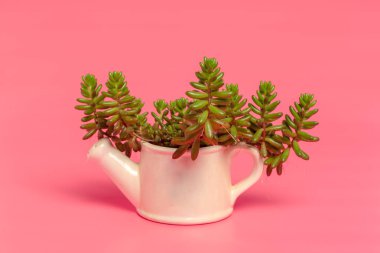 Yeşil etli, pembe arka plan izole güzel desen.