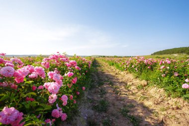 gül yaz adlı alanının doğal görünümü
