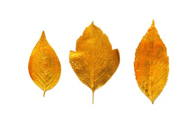 Altın yaprağı tasarım öğeleri beyaz arka plan üzerinde izole 