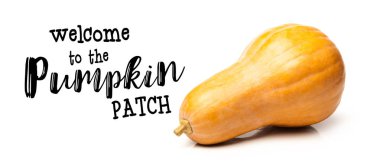 Minyatür kabak kopya alanı beyaz zemin üzerine.