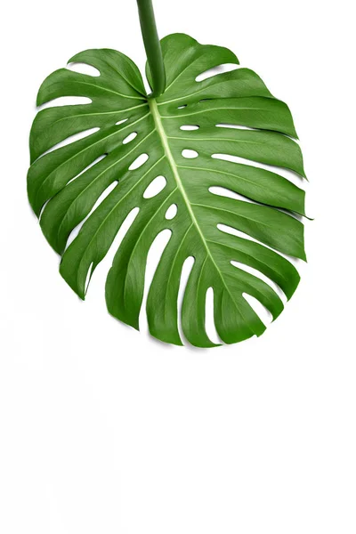 Frunza Verde Mare Plantei Monstera Fundal Alb — Fotografie, imagine de stoc