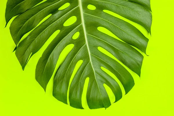 Fondo Moda Con Hoja Monstera Sobre Fondo Colorido — Foto de Stock