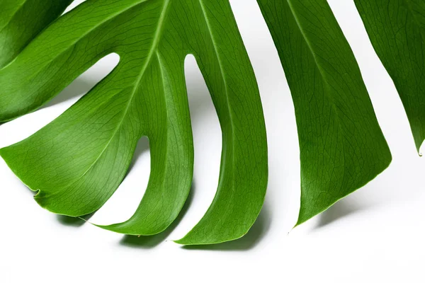 Grande Foglia Verde Pianta Monstera Sfondo Bianco — Foto Stock