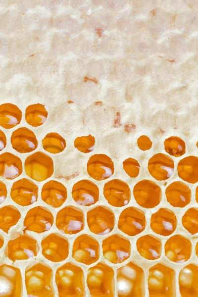 Honeycombs Honey Natural Background — Stock Photo, Image