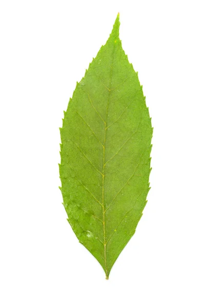 Green Leaf Isolated White Background — Stock Photo, Image