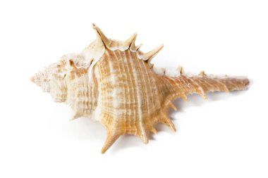 Beyaz arka plan üzerinde izole seashell, yakın çekim