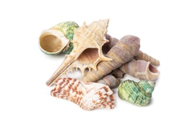 Beyaz arka plan üzerinde izole kabukları, yakın çekim