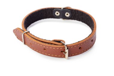 Köpek yaka beyaz izole. yakın çekim