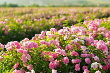 pembe Gül Bush alanda yakın çekim 