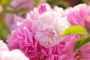 pembe Gül Bush alanda yakın çekim 