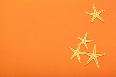 starfishes bir parlak renkli hareketli arka plan üzerinde yakın çekim