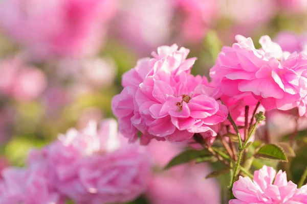 Close Pink Rose Bush Field — Stock Photo, Image