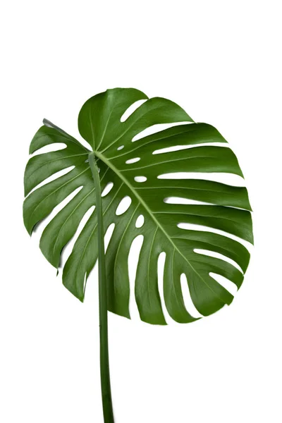 Frunza Verde Mare Plantei Monstera Fundal Alb — Fotografie, imagine de stoc