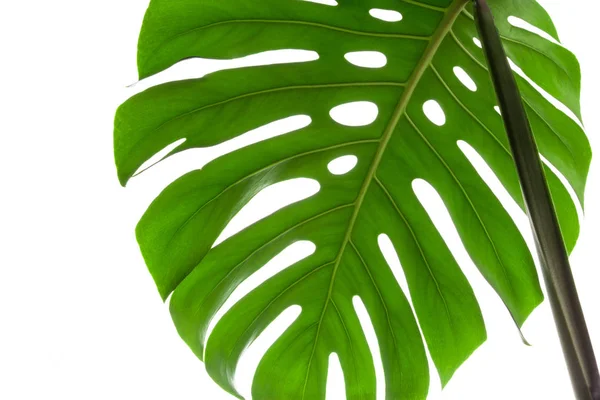 Grande Folha Verde Planta Monstera Fundo Branco — Fotografia de Stock