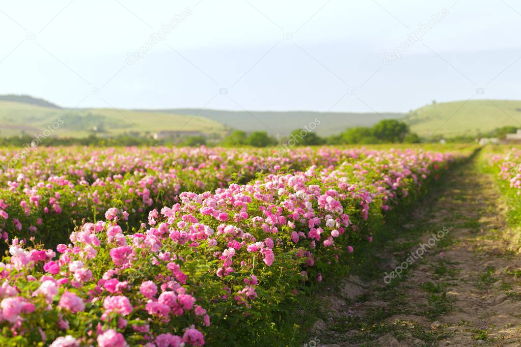 scenic view of field of roses at summer