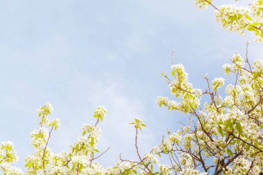 bulanık doğa arka plan üzerinde kiraz çiçekleri