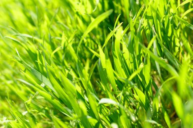 kırsal yeşil alanın doğal görünümü