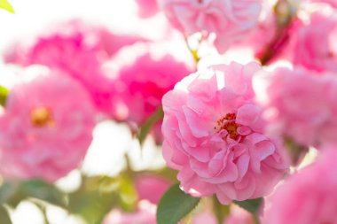  closeup gündüz, pembe Gül Bush 