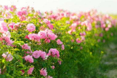 closeup gündüz, pembe Gül Bush 