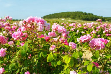 gül yaz adlı alanının doğal görünümü
