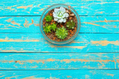 Succulents. Görünümü arka plan üzerinde en çok, yakın çekim