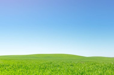 gündüz, mavi gökyüzü ile güzel yeşil alan 