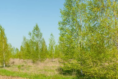 Bahar arka plan ağaçlarda yeni yeşil yaprakları