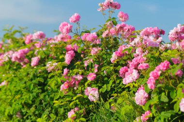  closeup gündüz, pembe Gül Bush 