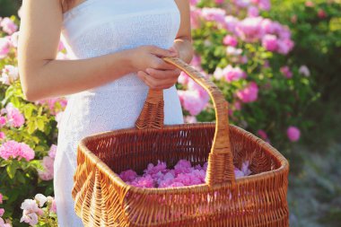Gül closeup tutan kadın. Yaz sezonu.