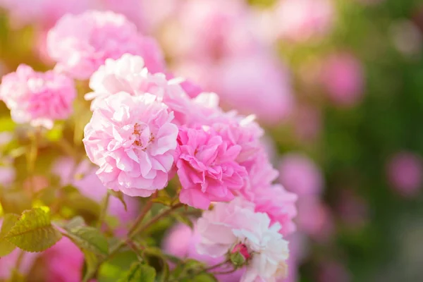 Stock image  closeup of pink rose bush at daytime 