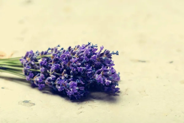 新鮮な香りのラベンダーの花の紫 クローズ アップ — ストック写真