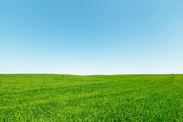 Piękne Zielone Pole Błękitnego Nieba Ciągu Dnia — Zdjęcie stockowe