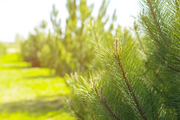 Forrest Green Pine Trees Background — Stock Photo, Image