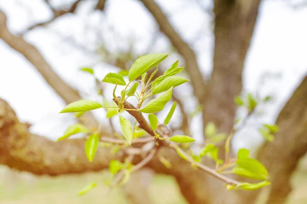 Нове Зелене Листя Деревах Весняному Фоні — стокове фото