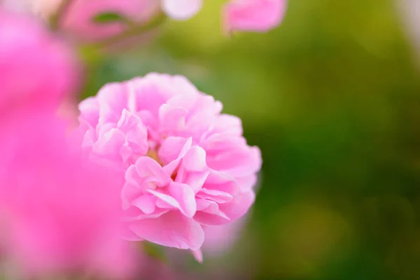 Closeup Pink Rose Bush Daytime Royalty Free Stock Photos