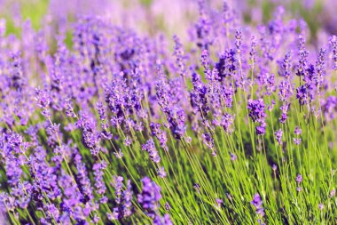Yazın lavanta tarlası