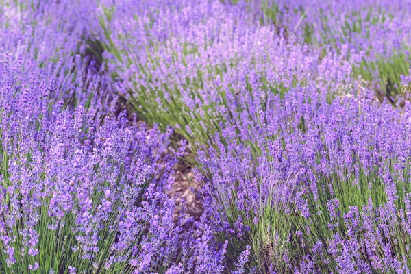 Campo Lavanda Verão — Fotografia de Stock