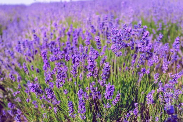 Campo Lavanda Verão — Fotografia de Stock