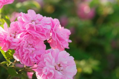 closeup gündüz, pembe Gül Bush 