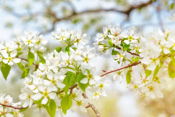 Flores Cerejeira Sobre Fundo Natureza Turva — Zdjęcie stockowe