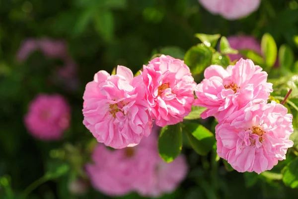 Nahaufnahme Von Rosa Rosenstrauch Bei Tag — Stockfoto