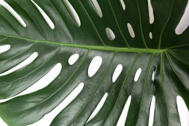 Monstera bitki beyaz arka plan üzerinde büyük yeşil yaprak