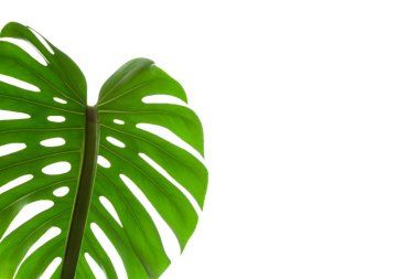 Monstera bitki beyaz arka plan üzerinde büyük yeşil yaprak