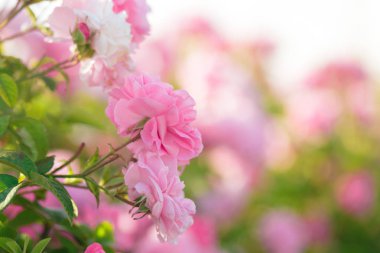  closeup gündüz, pembe Gül Bush 