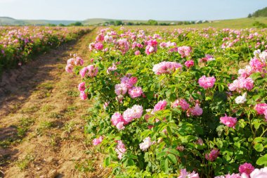 gül yaz adlı alanının doğal görünümü