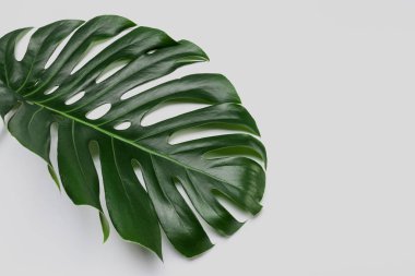 Monstera bitki beyaz arka plan üzerinde büyük yeşil yaprak