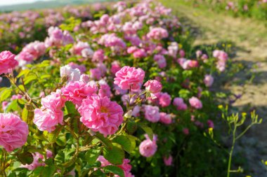 gül yaz adlı alanının doğal görünümü