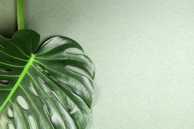 Moda arka plan Monstera yaprak ile